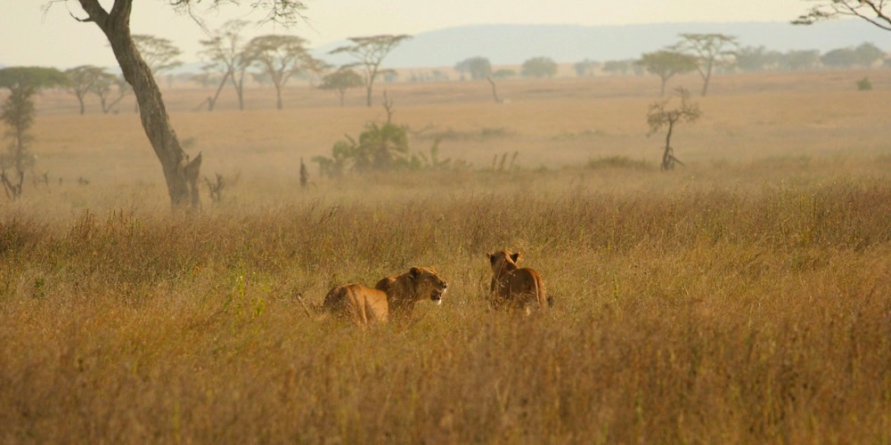 Safari-i-Tanzania